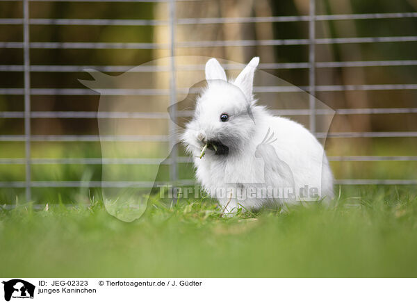 junges Kaninchen / young rabbit / JEG-02323