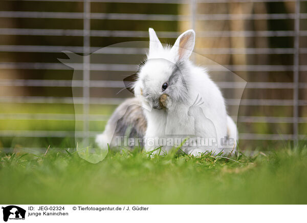 junge Kaninchen / young rabbits / JEG-02324
