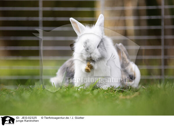 junge Kaninchen / young rabbits / JEG-02325