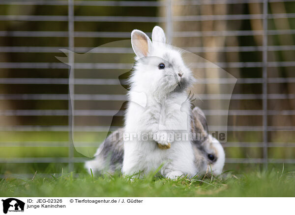 junge Kaninchen / young rabbits / JEG-02326