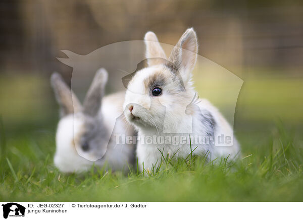 junge Kaninchen / young rabbits / JEG-02327