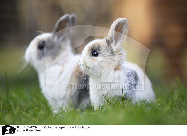 junge Kaninchen / young rabbits / JEG-02328
