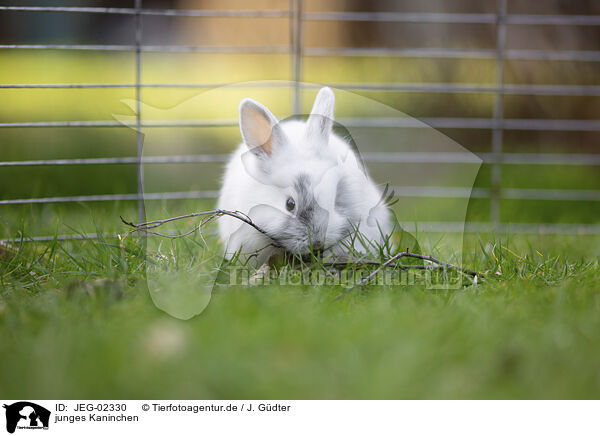 junges Kaninchen / young rabbit / JEG-02330
