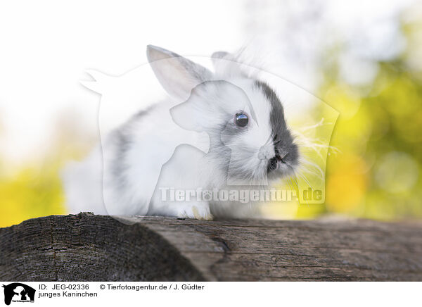 junges Kaninchen / young rabbit / JEG-02336