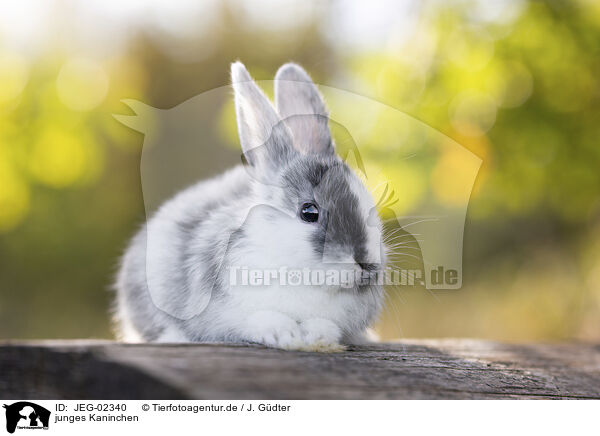 junges Kaninchen / young rabbit / JEG-02340