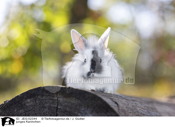 junges Kaninchen / young rabbit / JEG-02344