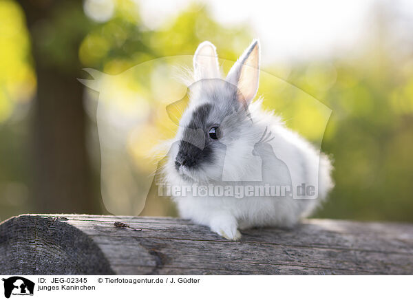 junges Kaninchen / young rabbit / JEG-02345