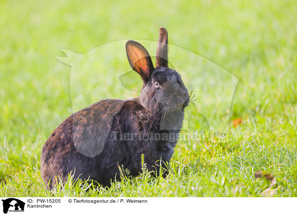 Kaninchen / rabbit / PW-15205