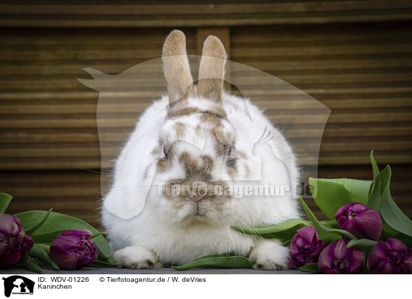Kaninchen / rabbit / WDV-01226