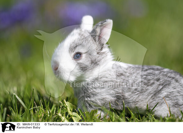 Kaninchen Baby / bunny baby / MAW-01333