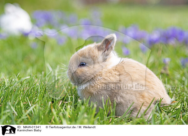 Kaninchen Baby / bunny baby / MAW-01341