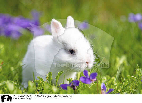 Kaninchen Baby / bunny baby / MAW-01343