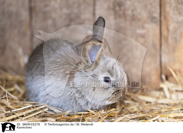 Kaninchen / rabbit / MAW-02278