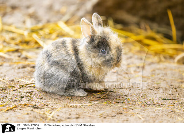 junges Kaninchen / young rabbit / DMS-17059