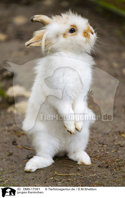 junges Kaninchen / young rabbit / DMS-17061