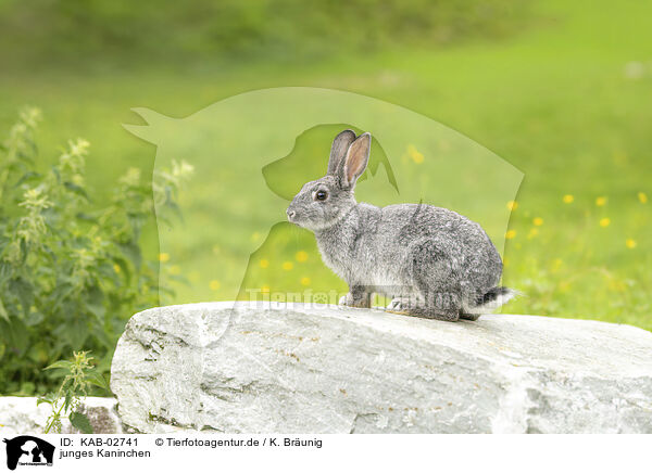 junges Kaninchen / young rabbit / KAB-02741