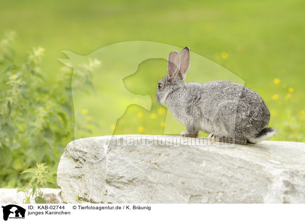 junges Kaninchen / young rabbit / KAB-02744