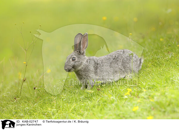 junges Kaninchen / young rabbit / KAB-02747