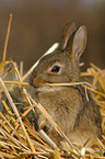 Kaninchen knabbert an Stroh