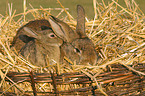 Kaninchen mit Jungem