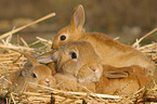 Kaninchen mit Jungen