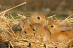 Kaninchen mit Jungen