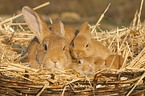 Kaninchen mit Jungen