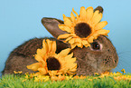 braunes Kaninchen mit Blumen