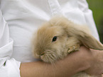 Kaninchen auf Arm