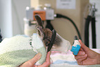 Kaninchen beim Tierarzt