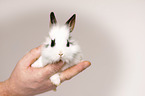 junges Kaninchen