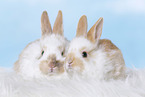 2 junge Kaninchen