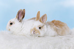 2 junge Kaninchen