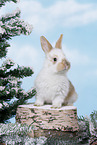 junges Kaninchen
