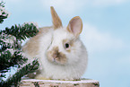 junges Kaninchen