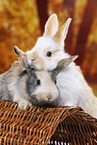 2 junge Kaninchen
