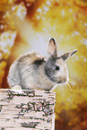 junges Kaninchen