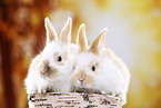 2 junge Kaninchen