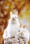 2 junge Kaninchen