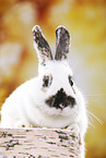 Kaninchen