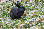 Kaninchen