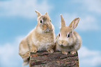 junge Kaninchen
