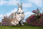 2 Kaninchen