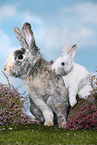 2 Kaninchen