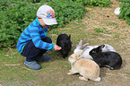 Kind fttert Kaninchen