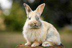 junges Kaninchen