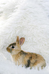 junges Kaninchen