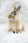 junges Kaninchen