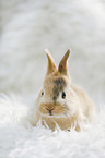 junges Kaninchen