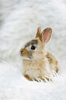 junges Kaninchen